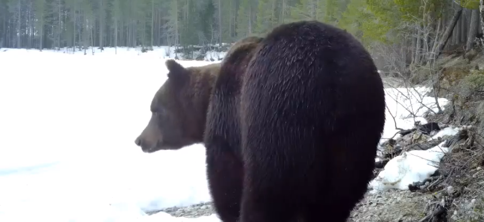 Медведь попал в объектив фотоловушки в заповеднике Карелии