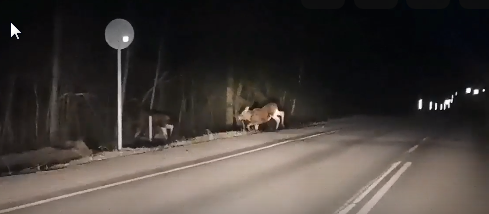 Лоси вышли на ночную дорогу в Карелии перед автомобилем (ВИДЕО)