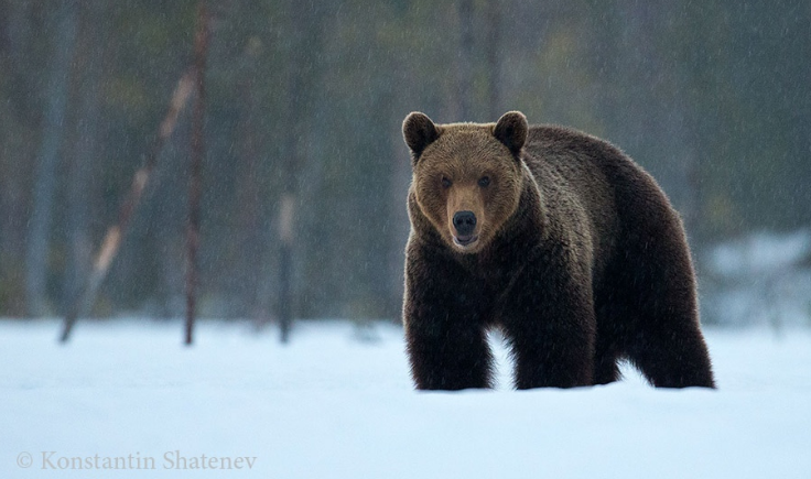 В одном из районов Карелии вновь ввели карантин из-за убийства больного медведя