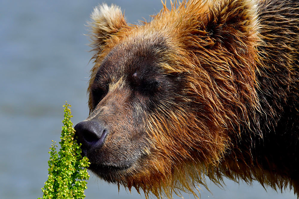 Минприроды Карелии советует при встрече с медведем не паниковать
