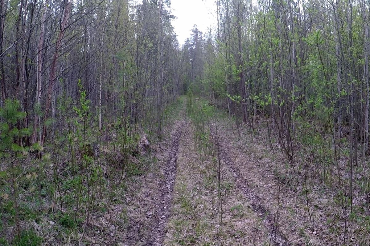 Ученые подсчитали клещей на лесных дорогах Карелии (ФОТО, ВИДЕО)