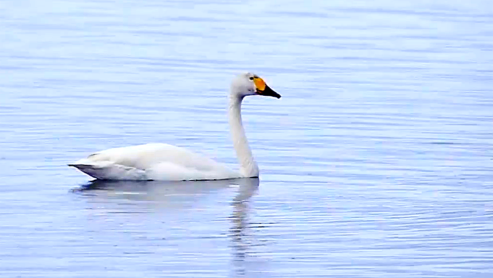 Лебедь и бакланы прибыли на озеро в городе Карелии (ВИДЕО)