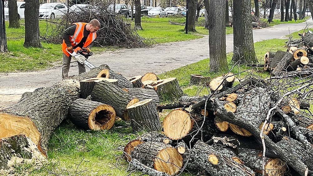 Большое срубленное дерево. Срубание деревьев. Японская техника вырубки леса. Вырубка лесов в Таджикистане. Заражение деревьев Карелия
