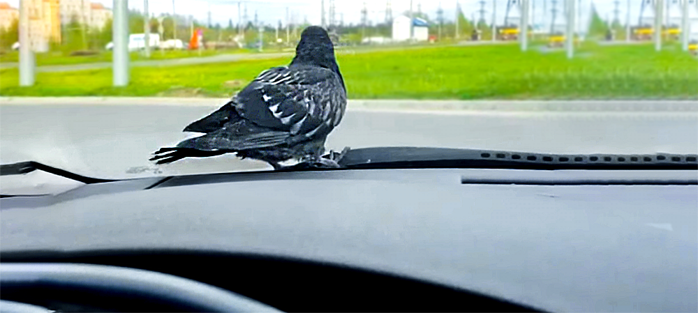 Ленивый голубь «зайцем» прокатился на автомобиле по Петрозаводску (ВИДЕО)