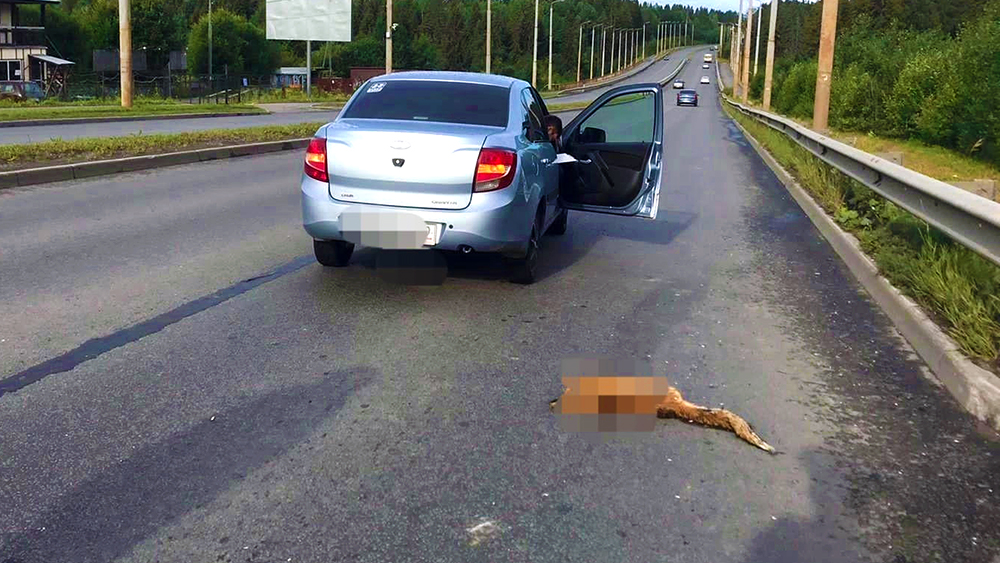Автомобиль сбил лисицу на оживленной магистрали в Петрозаводске (ФОТО)