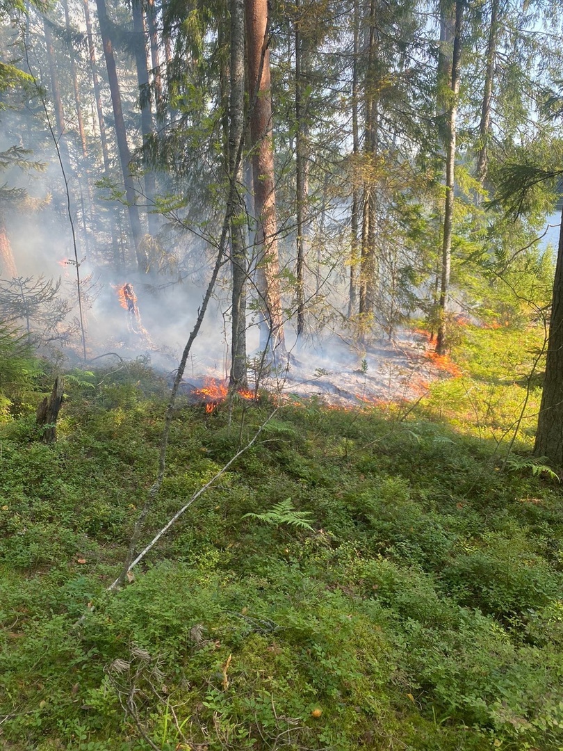 Плохо затушенный костер стал причиной пожара в популярном туристическом районе Карелии (ФОТО)