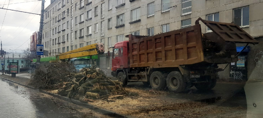 В Петрозаводске постоянно рубят деревья – жители жалуются