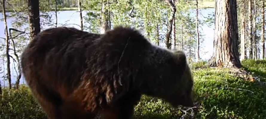Медведица напугала кулика-перевозчика в заповеднике Карелии (ВИДЕО)