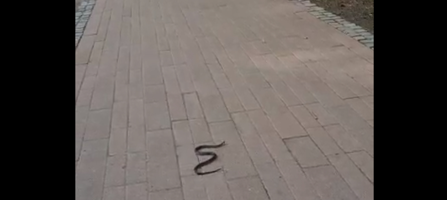 Змея-красавица проползла по улице в городе Карелии (ВИДЕО)