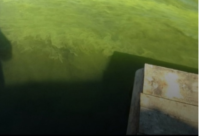 Установлены предварительные причины зеленого цвета воды в губе Онежского озера в Карелии
