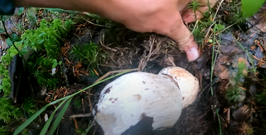 Растущий шляпкой вниз гриб найден в Карелии (ВИДЕО)