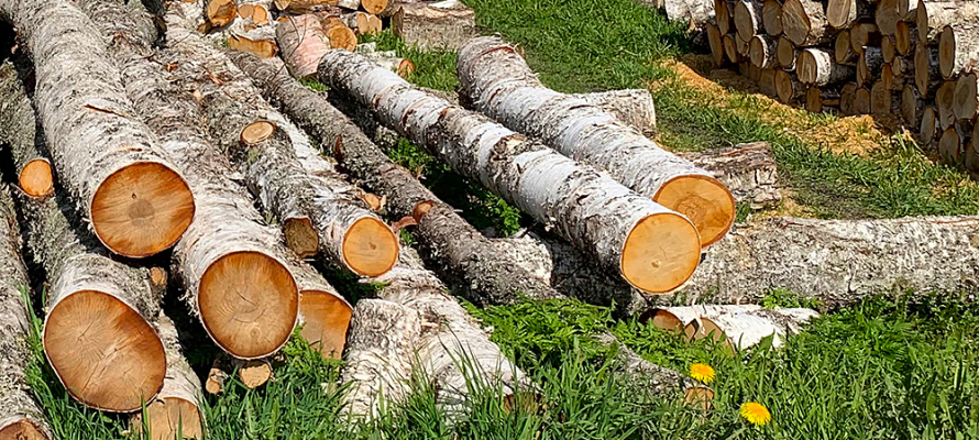 Почти 140 аварийных деревьев спилили на территории одной школы в Петрозаводске 