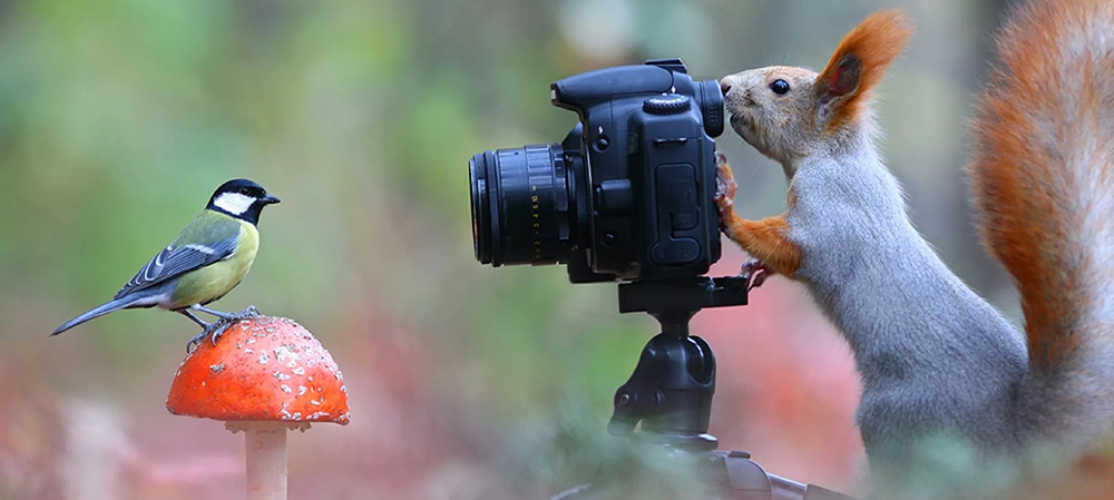 Профессиональные «фототуристы» в Карелии поделились опытом, как эффектно снимать животных и птиц