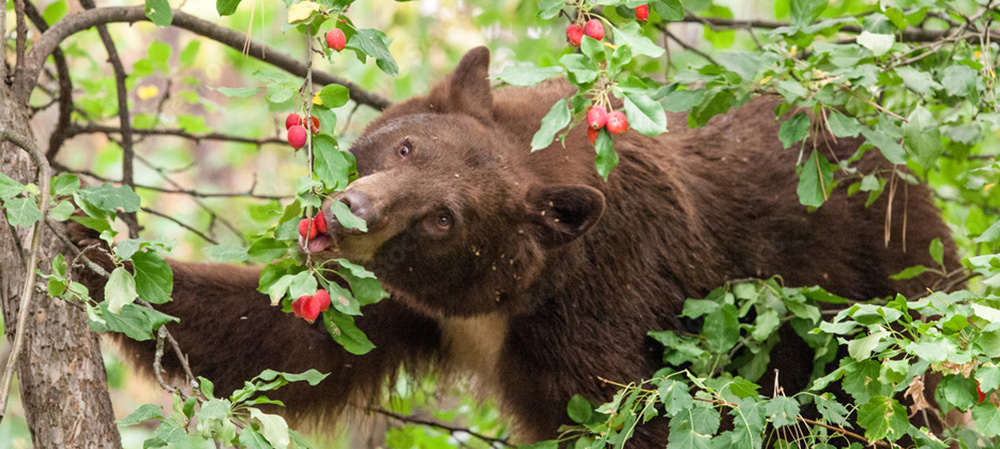 Медведь лишил ее жизни. Медведь ест ягоды. Медведь ест ягоды фото. Медведь и человек. Медведь Россия фото.