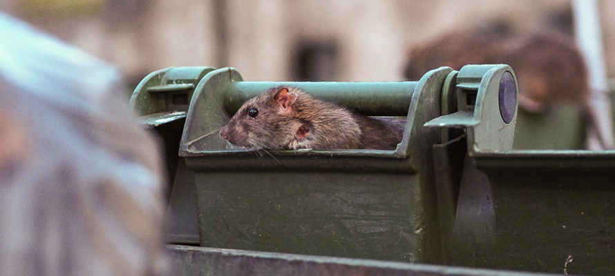 «Ужас какой-то!»: крысы в Петрозаводске перестали бояться людей