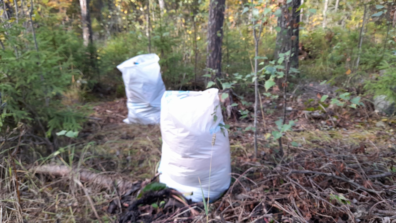 В заповедном лесу под Петрозаводском собрали более 50 мешков с мусором (ФОТО)