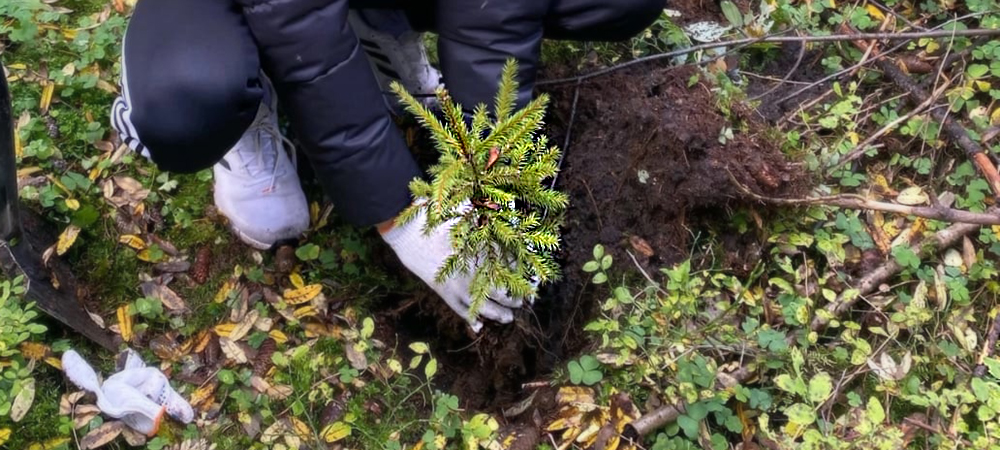 Десятки карельских елей украсили один из парков Петрозаводска