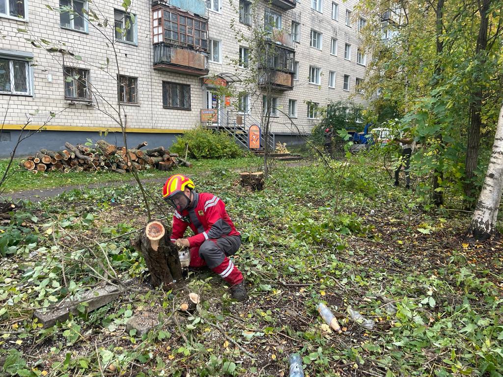 Стало известно, где в Петрозаводске деревья срубят и где посадят | СТОЛИЦА  на Онего