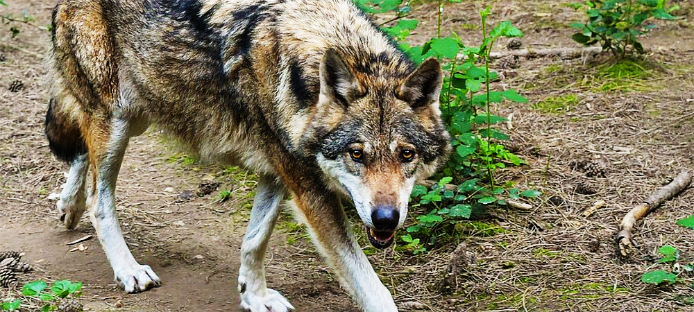 В шести районах Карелии началась охота на волков