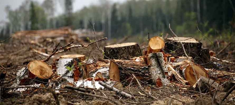Неизвестные вырубили на юге Карелии лес на миллион рублей