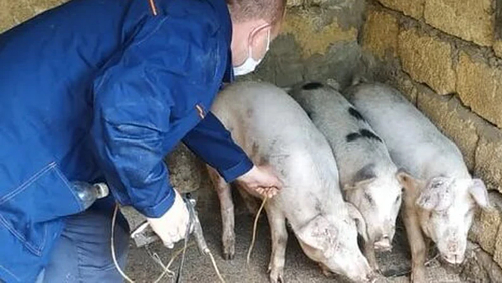 Россельхознадзор искал африканскую чуму свиней в Карелии