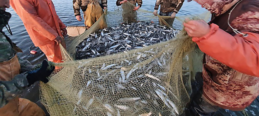 Рыболовы пополнят бюджет Карелии после повышения налога за пользование водными биоресурсами