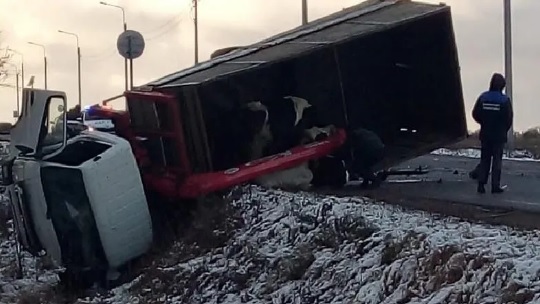 Беременная лошадь и несколько коров погибли в страшном ДТП в соседнем с Карелией регионе