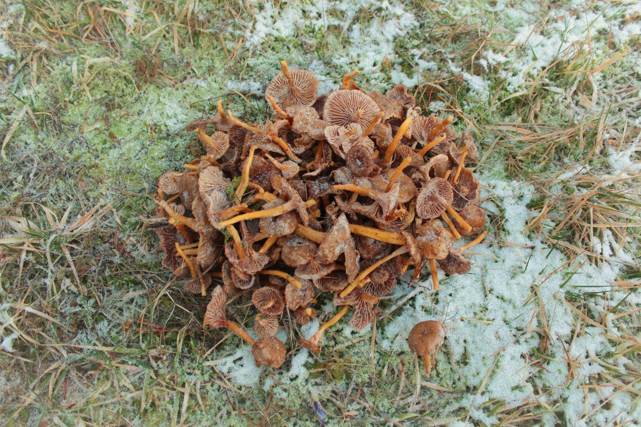 Жители Карелии продолжают собирать лисички (ФОТОФАКТ)