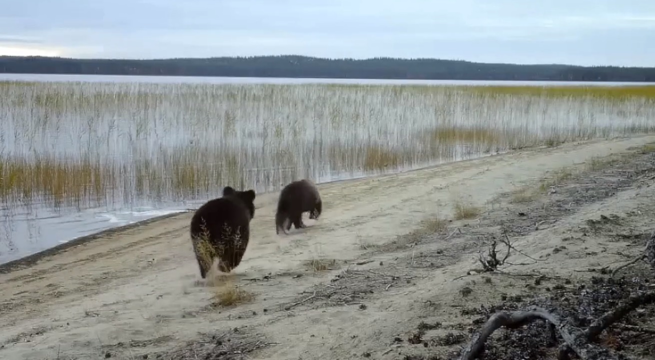 Камера заповедника в Карелии засняла бегущих по берегу озера медвежат (ВИДЕО)