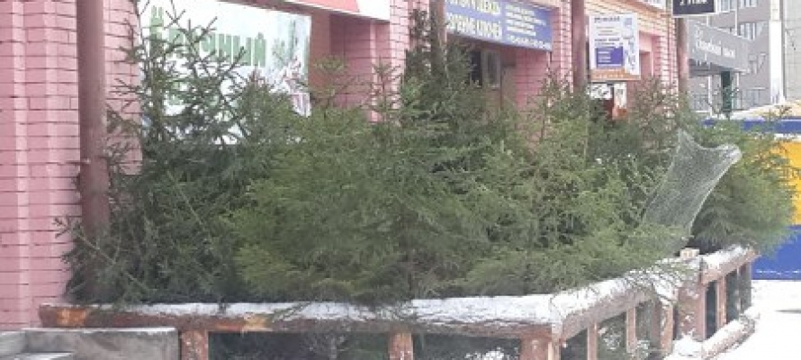 Минприроды Карелии назвало 10 районов республики, где будут вырубать елки на Новый год