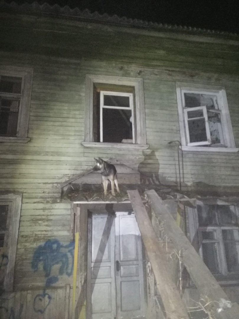 «Не кошка, не мышка»: пожарные в Карелии спасли собаку, застрявшую на крыше