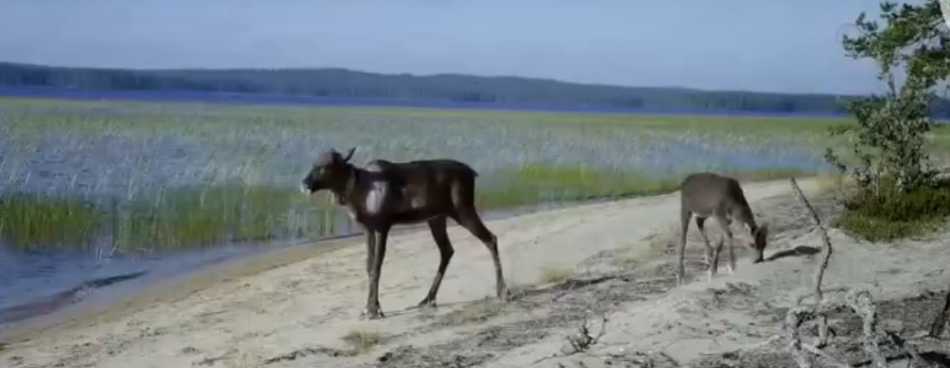 Важенка с олененком попалась в объектив видеокамеры в заповеднике на севере Карелии (ВИДЕО)