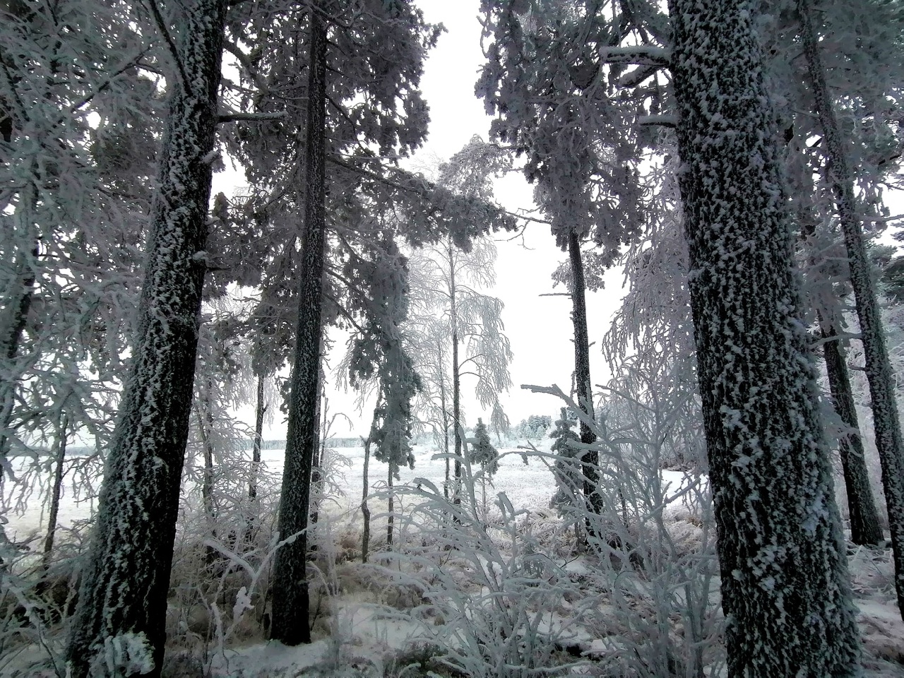 Фантастически красивый лес в Карелии застыл в ожидании зимы (ФОТО)