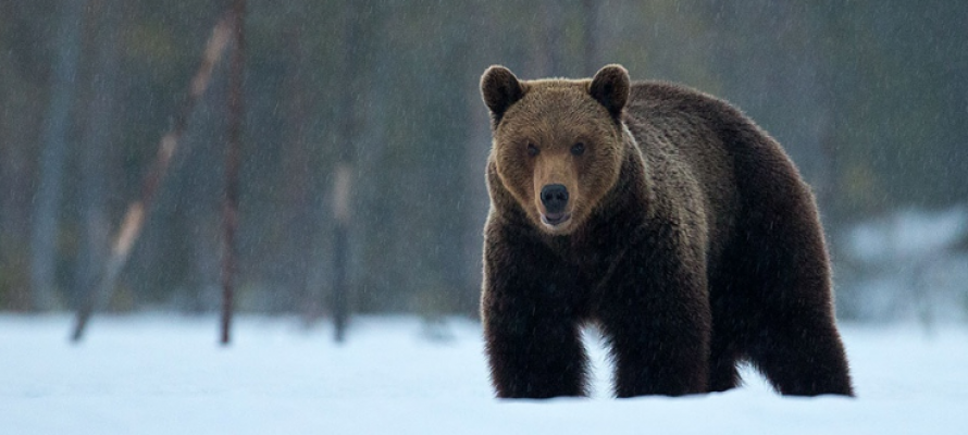 В Финляндии взволновались, что забор на границе может остановить кабанов и медведей из России