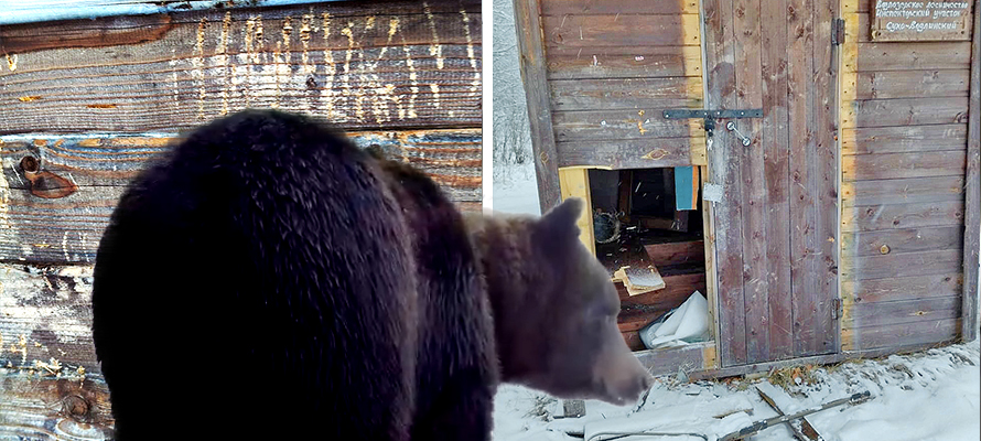 Медведь взломал постройку в нацпарке Карелии и разгромил ее (ФОТО)