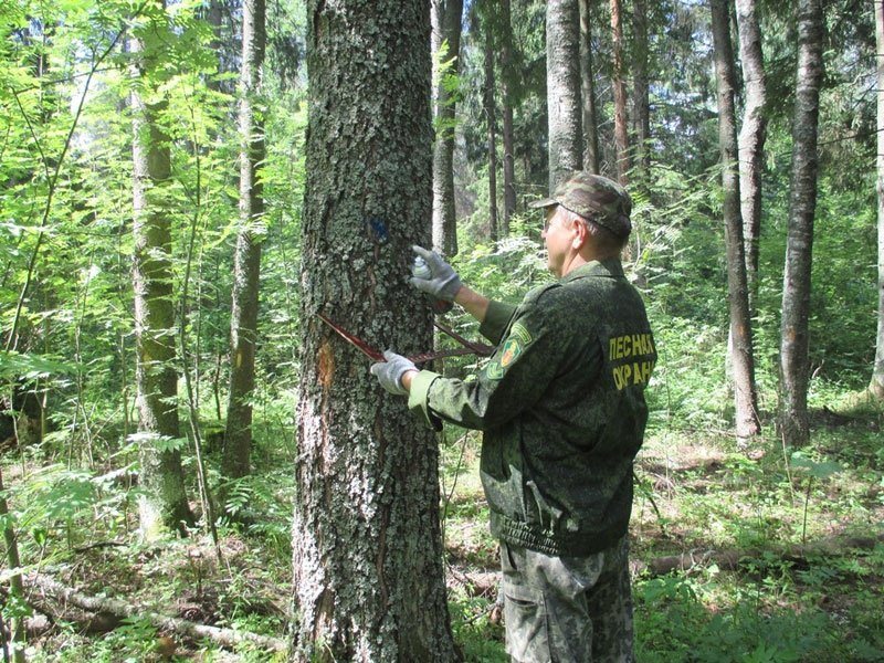 Парламент Карелии предложил Минприроды РФ увеличить субвенцию на зарплаты работникам лесничеств
