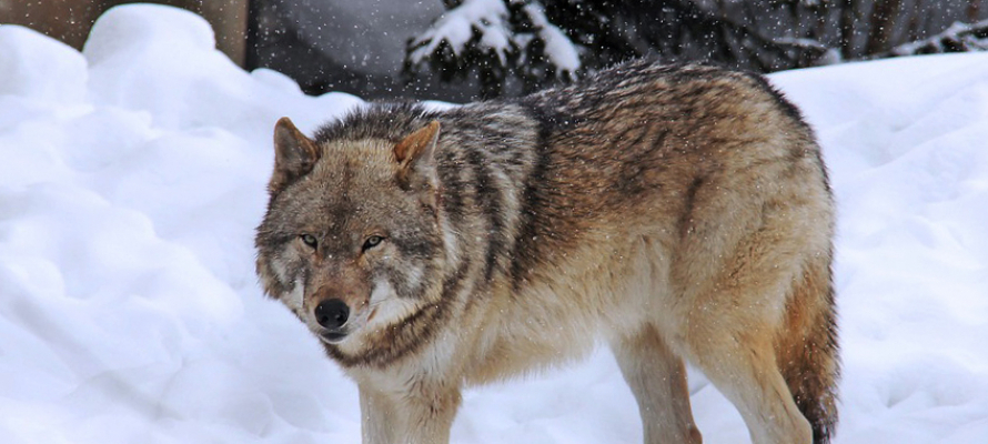 В Карелии с начала осени охотники уничтожили больше полусотни волков