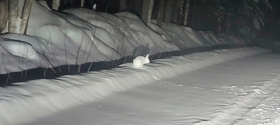 Белый заяц на белой от снега трассе попал в фотообъектив в Карелии (ФОТО)