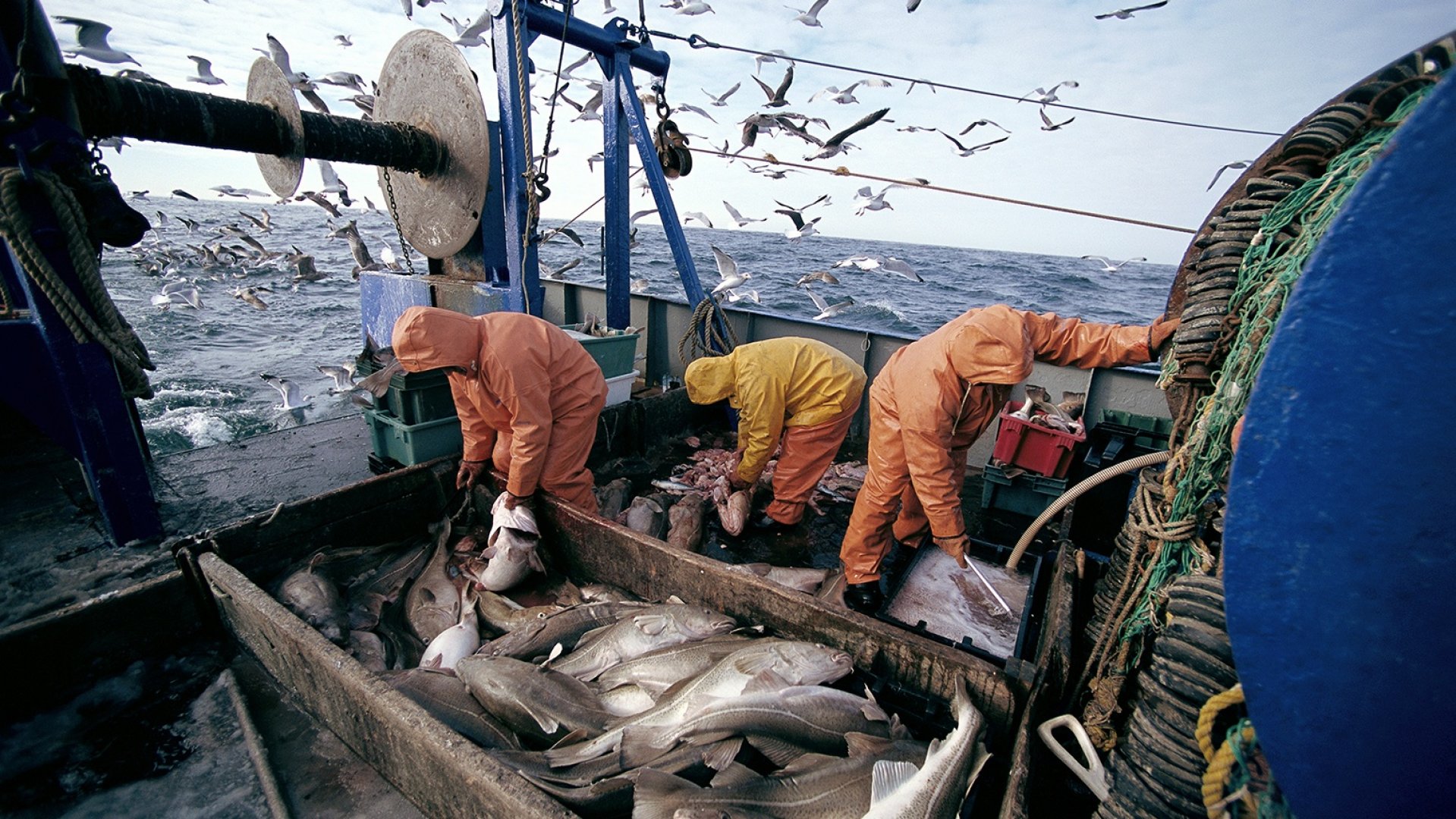 Промысловый лов рыбы. Рыбный промысел в Баренцевом море. Вылов трески в Баренцевом море. Усть-Магаданский рыбозавод. Промышленный лов трески в Баренцевом море.