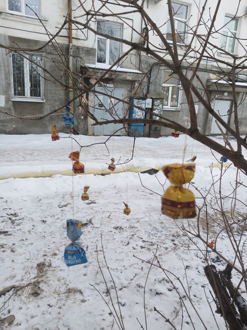В Петрозаводске неизвестный развесил на Новый год на кустах конфеты (ФОТО)