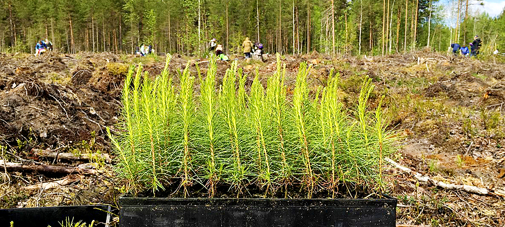 Минприроды объявило, что в Карелии вырубленные леса восстанавливают почти на 100%