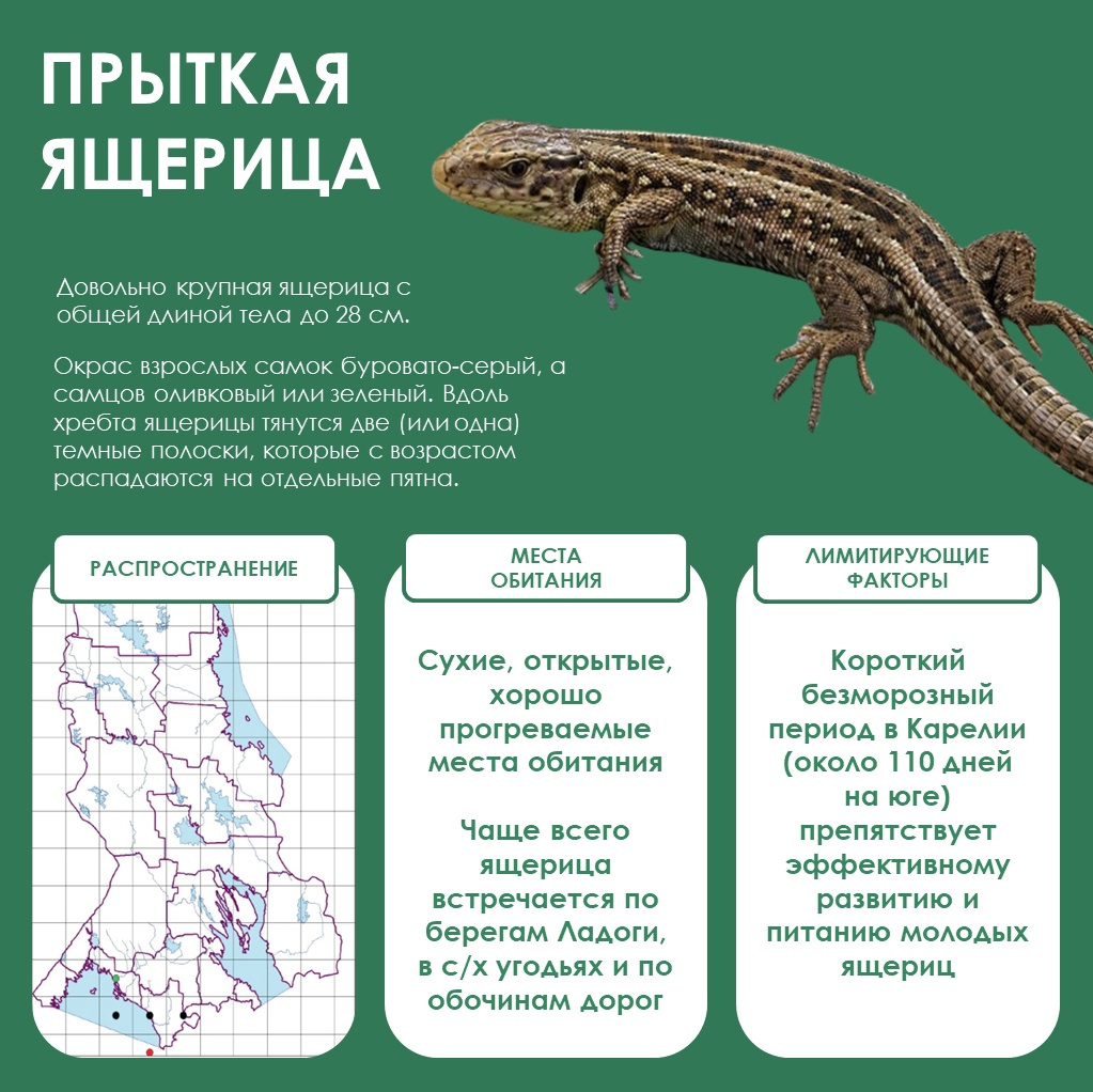 Лучшая защита – это бежать»: в Минприроды рассказали о самом прытком  пресмыкающемся в Карелии | СТОЛИЦА на Онего