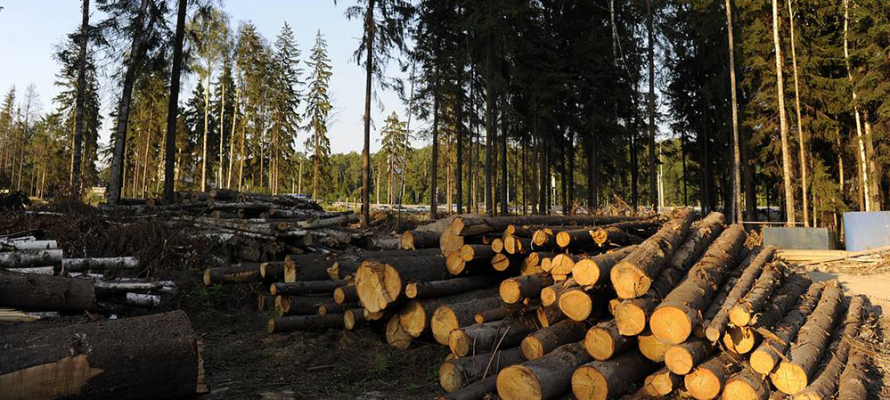 Вырубленная при строительстве дорог и ЛЭП древесина в Карелии становится экологической проблемой