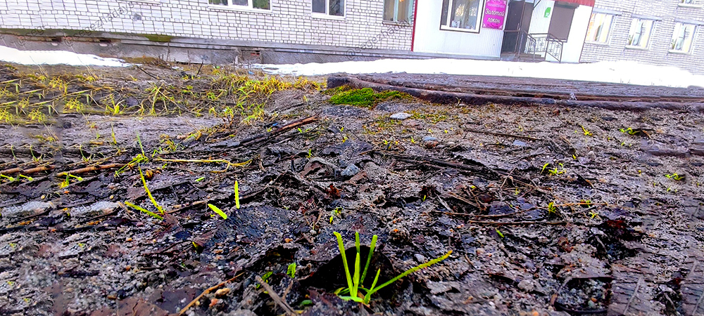 Жители райцентра Карелии удивились зеленой траве в январе (ФОТОФАКТ)