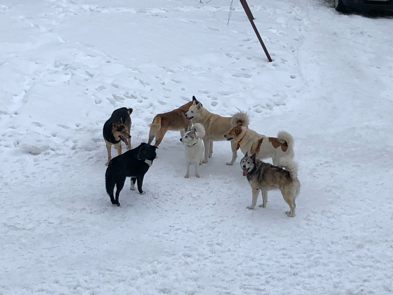 Бродячие собаки держат в страхе поселок в Карелии (ФОТО)