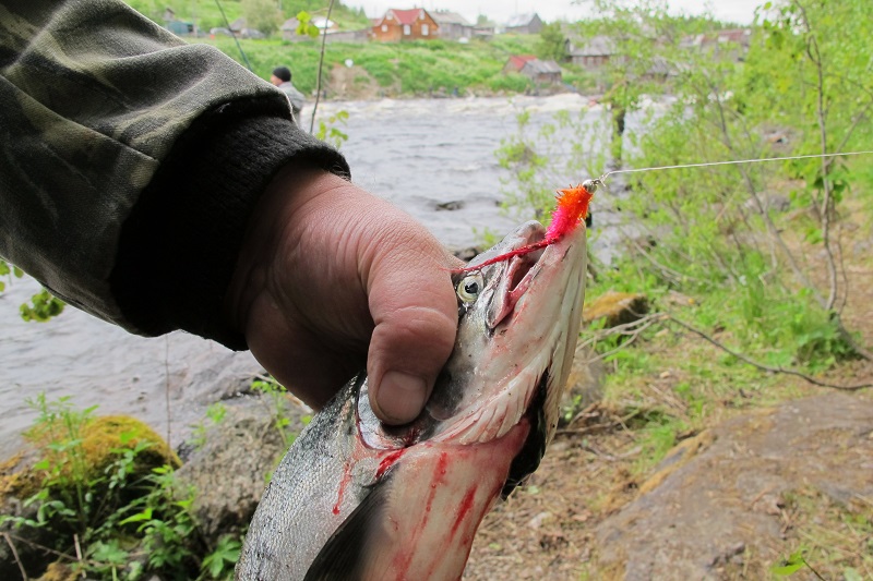 «Рыбы хватит всем»: глава Карелии рассказал об ожидаемом нашествии горбуши в местные реки
