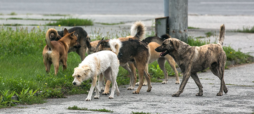 Власти Петрозаводска потратят на отлов 300 бродячих собак более 4 млн рублей