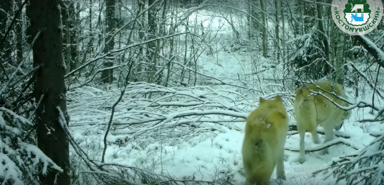 Волки странного желтого цвета попали в объектив камеры в заповеднике на севере Карелии