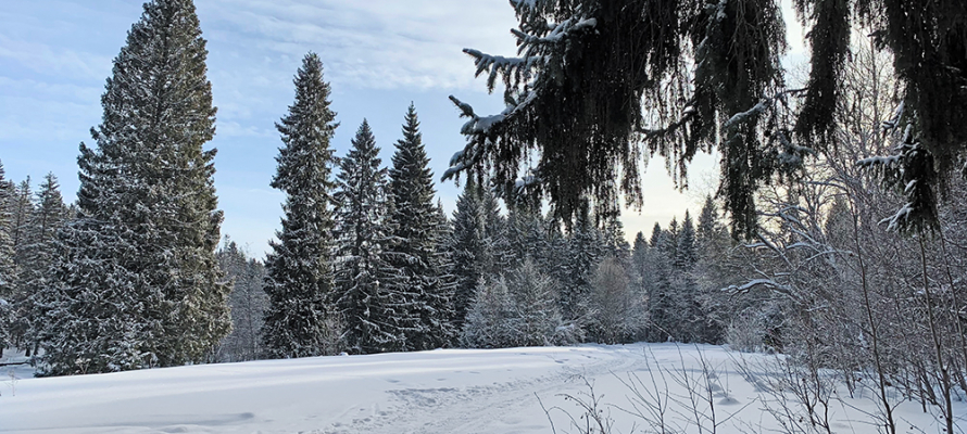 Снова снег и гололедица: какая погода будет в первый день новой недели в Карелии

