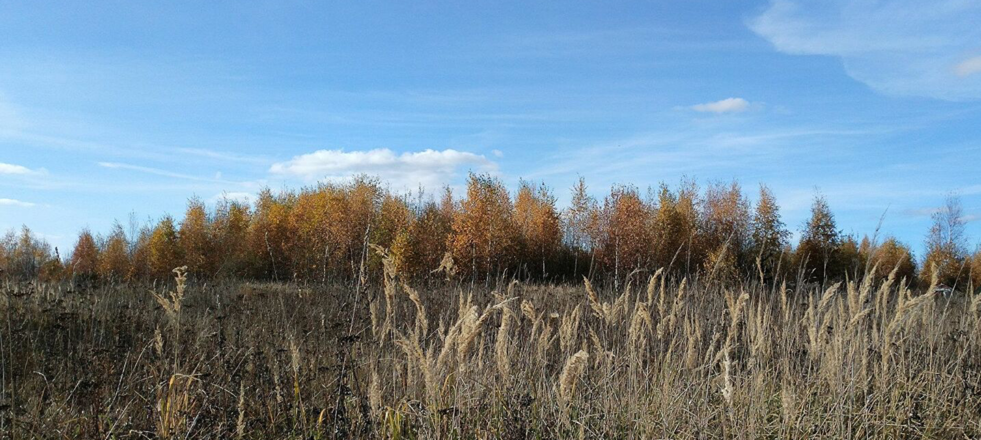 Арендаторов ценных земель в Карелии наказали за сорную растительность